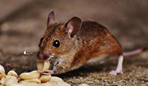 24 Hour & Emergency Exterminators in Saint Mary, MT